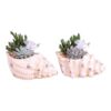 image COMPO SUCCULENTE COQUILLAGE