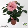 image HIBISCUS FL DBLE ROSE