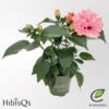 image HIBISCUS FL DBLE ROSE