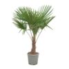 image TRACHYCARPUS FORTUNEI