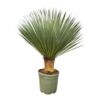 image YUCCA ROSTRATA