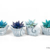 image ECHEVERIA TEINTE CERAM COQUILLAGE