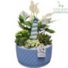 image COMPO 4 PLANTES CERAM