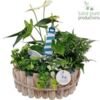 image COMPO 5 PLANTES CERAM