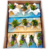 image COMPO SUCCULENTE X5 COQUILLAGE