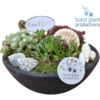 image COMPO SEMPERVIVUM COQUILLAGE