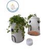 image PILEA CERAM PHARE