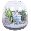 image COMPO 2 PLANTES TERRARIUM BOCAL