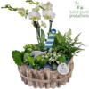 image COMPO 5 PLANTES BOIS