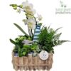 image COMPO 5 PLANTES BOIS