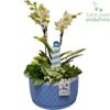 image COMPO 4 PLANTES CERAM