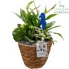 image COMPO 3 PLANTES VANNERIE