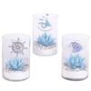 image ECHEVERIA TEINTE VERRE