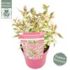image HORTENSIA SERRATA EUPHORIA PINK