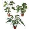 image PHILODENDRON MONSTERA VARIE