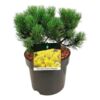 image PINUS MUGO WINTERGOLD