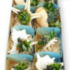 image COMPO SUCCULENTE X5 COQUILLAGE XL