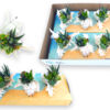 image COMPO SUCCULENTE X5 COQUILLAGE M