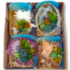 image COMPO SUCCULENTE X4 COQUILLAGE