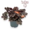 image HEUCHERA INDIAN SUMMER