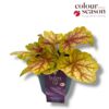 image HEUCHERA YELLOW RED