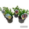image HYPERICUM VARIES