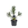 image PINUS THUNBERGII