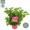 image RHODODENDRON MICRANTHUM INKARHO
