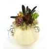image COMPO SUCCULENTE CUCURBITACEE