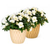 image AZALEE INDICA BLANCHE CERAM