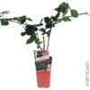 image MURE TRIPLE CROWN