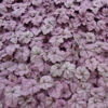 image HEUCHERA MICRANTHA WILDBERRY