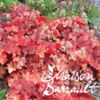 image HEUCHERA MICRANTHA RIO