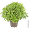 image EUPHORBIA PANACHE ASCOT RAINBOW