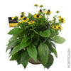 image RUDBECKIA FULGIDA LITTLE GOLDSTAR