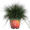 image FESTUCA GLAUCA SUNRISE