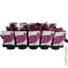 image HEUCHERA MICRANTHA WILD ROSE