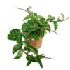 image HOYA CARNOSA
