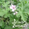 image GERANIUM ODORANT ATTAR OF ROSE