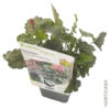 image HEUCHERA LITTLE CUTIE PEPPERMINT