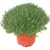 image THYM