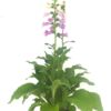 image DIGITALIS CARILLON JAUNE