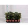 image ARALIA ELEGANTISSIMA