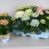 image HORTENSIA 5FL+