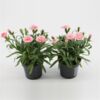 image OEILLET OSCAR ROSE