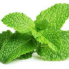 image MENTHE MOJITO