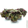 image HEUCHERA LITTLE CUTIE BLONDIE
