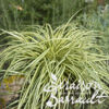 image CAREX OSHIMENSIS EVERGOLD