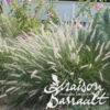 image PENNISETUM HAMELN
