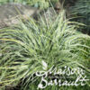 image CAREX OSHIMENSIS EVEREST